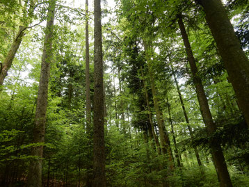 Naturwald: Dr. Christian Stierstorfer (LBV Bildarchiv)