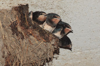 Rauchschwalben (Foto: Andreas Hartl , LBV Bildarchiv)