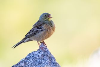 Ortolan (Foto: Josef Baumgartner, LBV Bildarchiv)