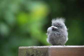 Hausrotschwanz Jungvogel (Foto: Dieter Hopf, LBV Bildarchiv)