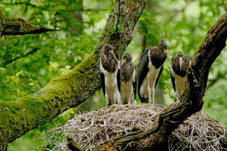 Schwarzstörche (Foto: Thomas Stephan, LBV Bildarchiv)