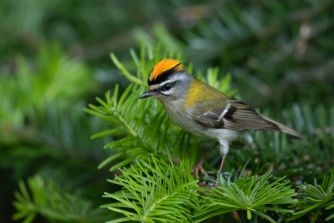 Sommergoldhähnchen (Foto: Josef Baumgartner, LBV Bildarchiv)