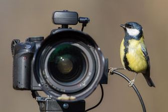 Kohlmeise (Foto Erich Obster, LBV Bildarchiv)