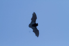 Fliegende Zwergfledermaus (Foto: A. Hartl)