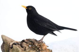 Amsel (Foto Frank Derer, LBV Bildarchiv)