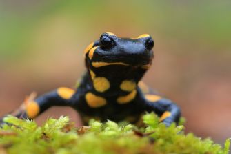 Feuersalamander (Foto: Stefan Masur, LBV Bildarchiv)