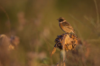 Schwarzkehlchen (Foto Gunther Zieger, LBV Bildarchiv)