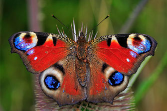 Tagpfauenauge: Stefan Masur (LBV Bildarchiv)