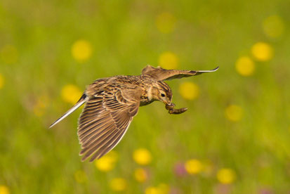 Eine fliegende Feldlerche mit einer Insektenlarve im Schnabel. Es ist sonnig und im Hintergrund befindet sich eine Wiese mit gelben Blumen.