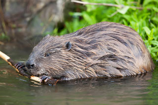 Biber (Foto Markus Glässel, LBV Bildarchiv)