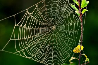 Spinnennetz (Foto: Klaus Müller, LBV Bildarchiv)
