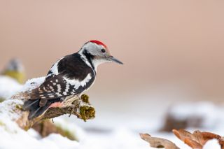 Mittelspecht (Foto: Marcus Meyer, LBV Bildarchiv)