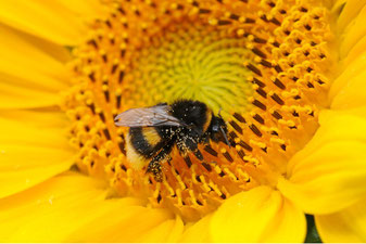 Dunkle Erdhummel (Foto: Eberhard Pfeuffer, LBV Bildarchiv)