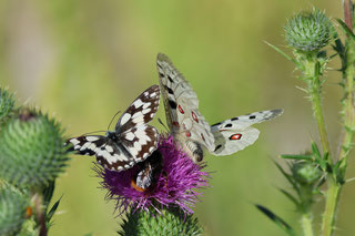 Apollofalter (Foto Ingo Rittscher, LBV Bildarchiv)