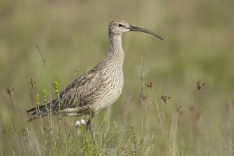 Regenbrachvogel (Foto: Rosl Roessner, LBV Bildarchiv)
