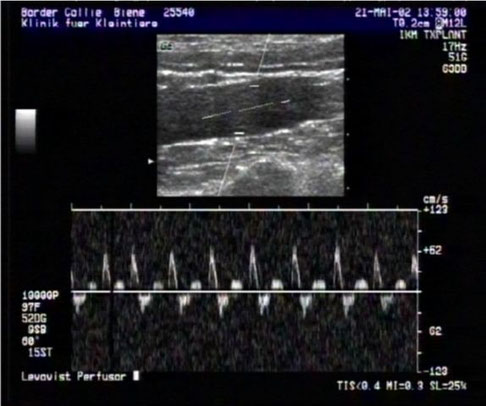 dog ultrasonography ultrasound / hund sonographie ultraschall