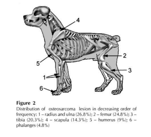 Osteosarcoma In Dogs Clinical Morphological Study And