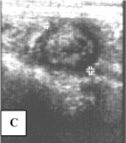 hund sonographie ultraschall / dog ultrasonography ultrasound