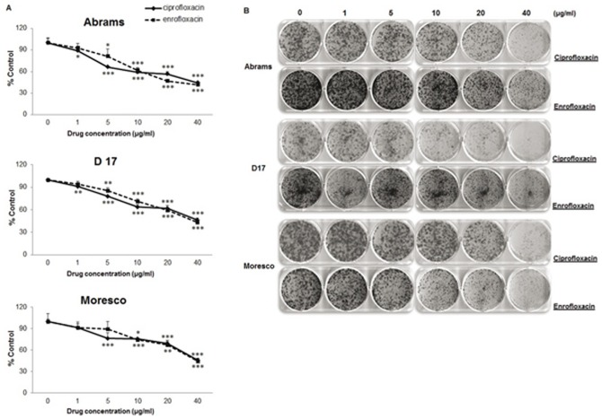 FluoroquinoloneMediated Inhibition of Cell Growth, SG2/M Cell Cycle