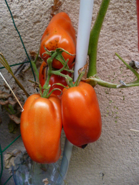 tomates cornues