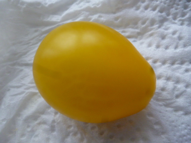 tomate cerise poire jaune 