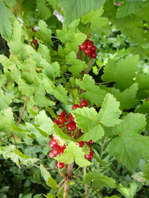 groseilles