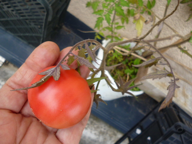tomate rose de Berne 