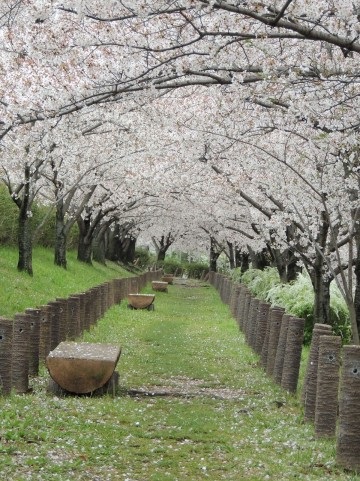 Cherry Blossoms in Japan