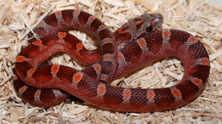 1.0 (Cherry) Bloodred het Amel Charcoal Striped Pied nr.2 