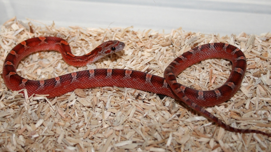 0.1 (Cherry)Bloodred het Amel Charcoal Striped Pied nz23