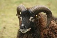 Soay sheep posing as a Sterkarm