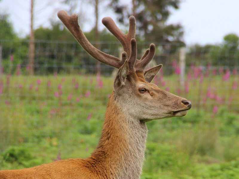 Cerf - Crédit : R. Guiavarch