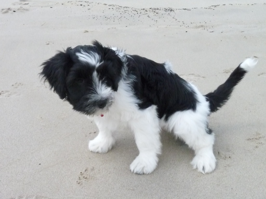 Pipi  machen am Stader Elbstrand