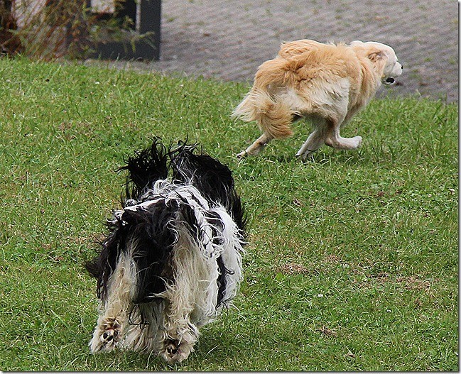 Jaaaaa, toben und andere Hunde ärgern. hihihi