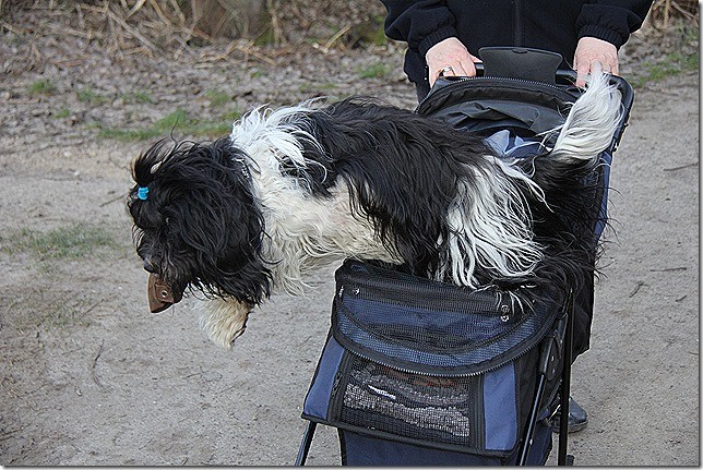 Amara klaut Dummy aus dem Buggy