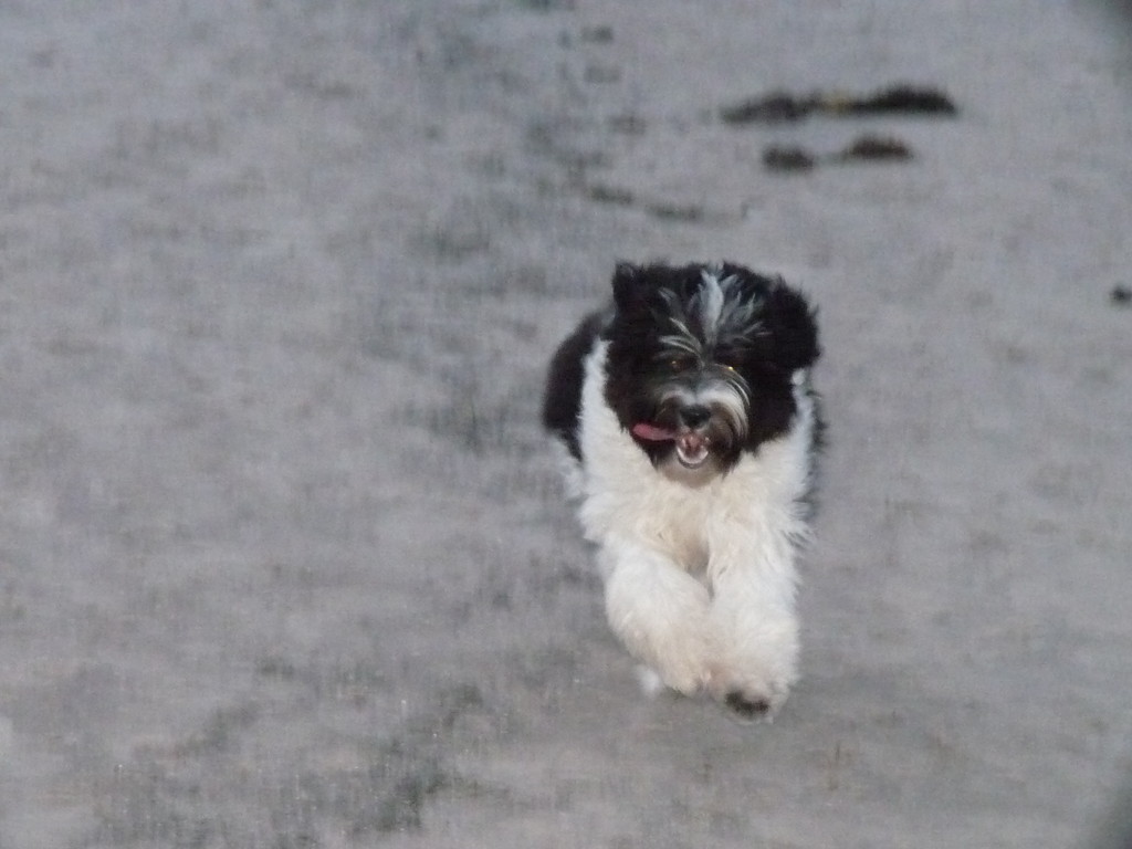 Toben am Strand - HERRLICH