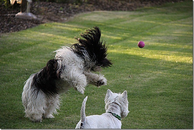 Mein Lieblingsball, Robin und ich