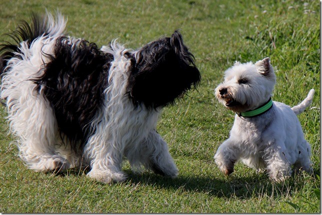 Willma und Robin