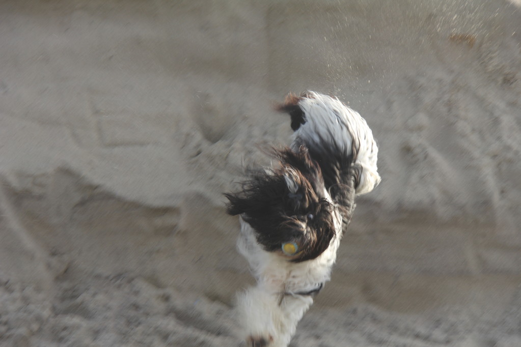 Toben am Strand