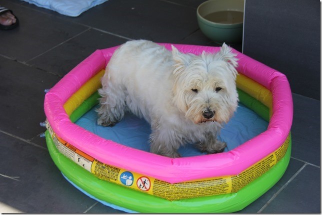 Hunde-Luxus-Pool  ;-)