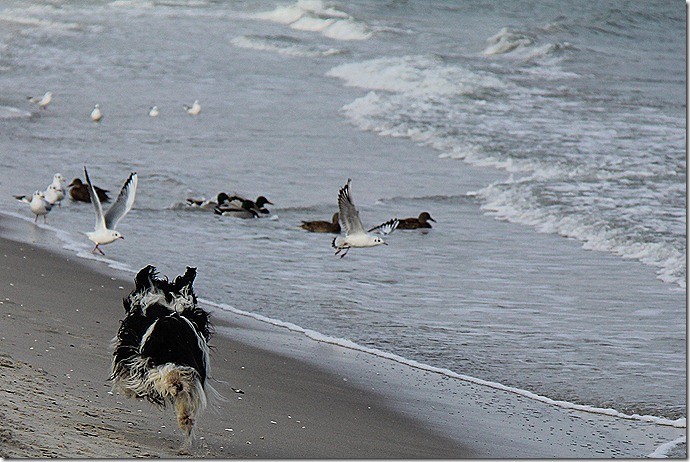 Möwen vom Strand fernhalten! Willmas Berufung!