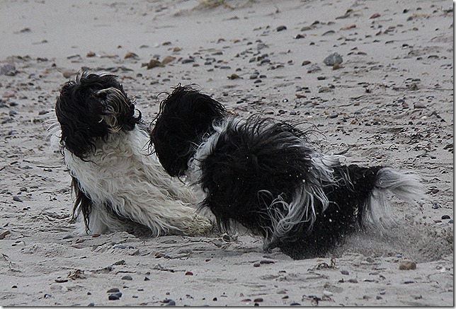 links Willma, rechts Amara