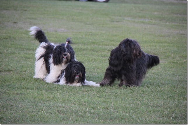 Willma, Amara und Henry