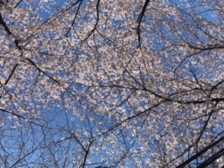 【新27期】足立区北千住柳原通りの桜並木