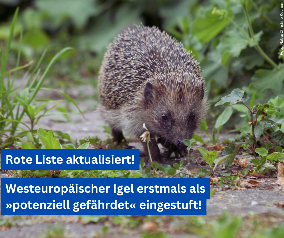 Westeuropäischer Igel erstmals als potenziell gefährdet eingestuft