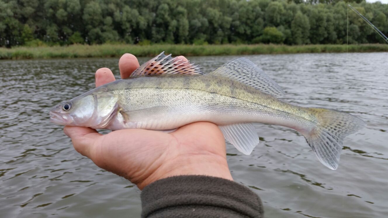 Ein Zander aus eigener Nachzucht.