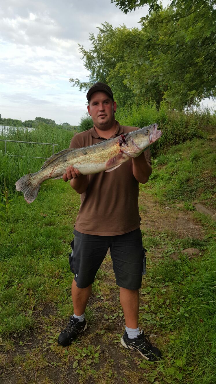 Schöner Zander mit Twister vorm T-Steg.