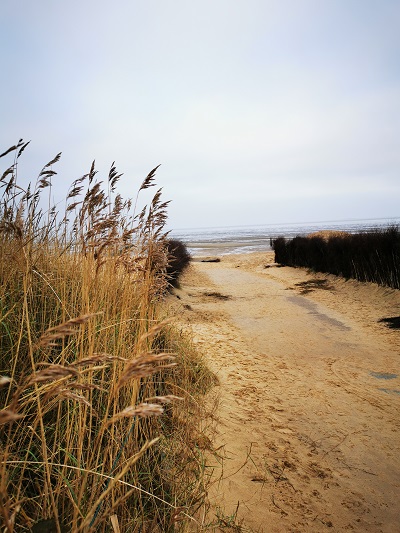 Ein Wald am Wattenmeer
