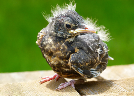 Juvenile Amsel (© LBV-Bilddatenbank)