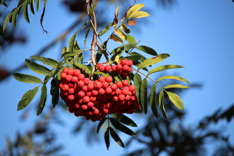 Vogelbeere - Sorbus aucuparia (© LBV-Bilddatenbank)